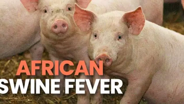 Read more about the article ആഫ്രിക്കൻ പന്നിപ്പനി പടരുന്നു; ജാഗ്രതാ നിർദ്ദേശം നൽകി കേന്ദ്രം