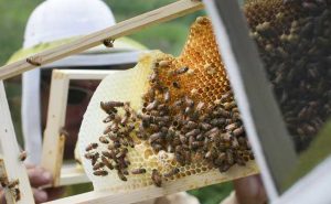 Read more about the article വറോവ ഡിസ്ട്രക്ടര്‍ എന്ന പാരസൈറ്റിൻ്റെ വ്യാപനം ; തേനീച്ചകള്‍ക്ക്  ഓസ്‌ട്രേലിയയിൽ   ലോക്ക്ഡൗണ്‍