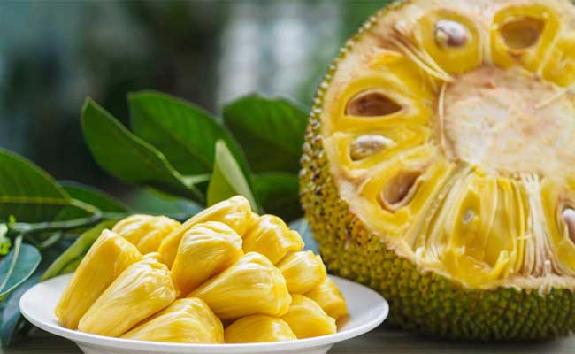 You are currently viewing ചില്ലറക്കാരനല്ല ഈ ചക്ക; കല്ലുമ്മക്കായ വഴിമാറി; ഇനി ചക്ക കാസർകോടിൻ്റെ സ്വന്തം ഉത്പന്നം