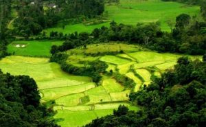 Read more about the article ഹരിതാഭ വിടര്‍ത്തി ജില്ലയില്‍ 505 പച്ചത്തുരുത്തുകള്‍; 124.92 ഏക്കര്‍ വിസ്തൃതിയില്‍ പച്ചപ്പും തണലുമായത് 77894 വൃക്ഷങ്ങള്‍, സംസ്ഥാന തലത്തില്‍ ഒന്നാമതെത്തി കാസര്‍കോട്