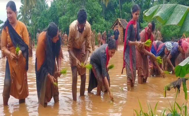 Read more about the article ചേറാണ് ചോറ് ; പുല്ലൂര്‍ പെരിയ പഞ്ചായത്തില്‍ മഴപ്പൊലിമ സംഘടിപ്പിച്ചു