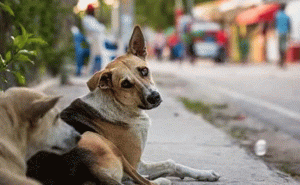 Read more about the article ആക്രമണ സ്വഭാവമുള്ള തെരുവ് നായകളെ വെടിവച്ച് കൊല്ലാൻ അനുവാദം വേണം; കേന്ദ്രസർക്കാരിനെ സമീപിക്കാൻ കോഴിക്കോട് കോർപ്പറേഷൻ