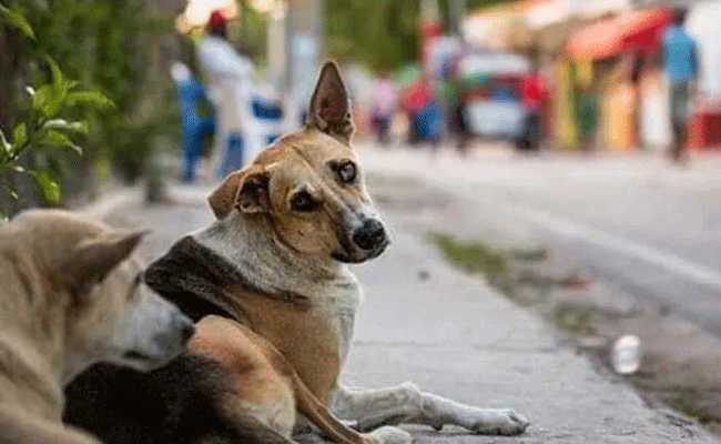 Read more about the article ആക്രമണ സ്വഭാവമുള്ള തെരുവ് നായകളെ വെടിവച്ച് കൊല്ലാൻ അനുവാദം വേണം; കേന്ദ്രസർക്കാരിനെ സമീപിക്കാൻ കോഴിക്കോട് കോർപ്പറേഷൻ