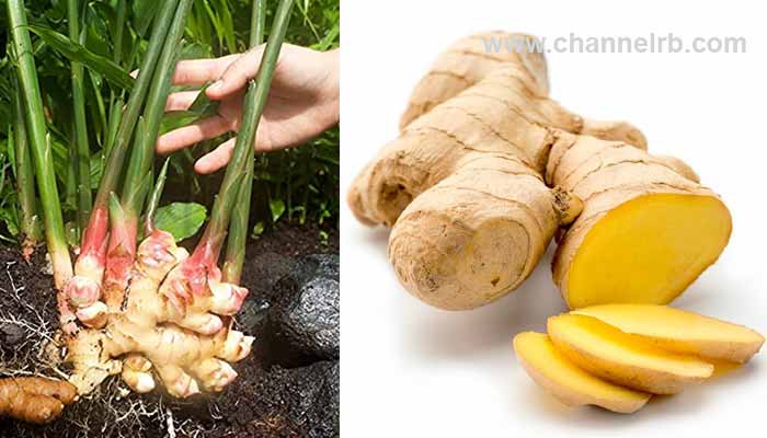 You are currently viewing ഇഞ്ചി നല്ലതാണ് അധികമായാൽ പ്രശ്‌നക്കാരന്‍; കഴിച്ചാലുള്ള ദൂഷ്യഫലങ്ങള്‍ അറിയാം