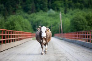 Read more about the article ജനങ്ങളുടെ സഞ്ചാര സ്വാതന്ത്രത്തിന് തടസം; റോഡിലൂടെ അലയുന്ന  ആടുകൾ, പശുക്കൾ എന്നിവ പിടിച്ചെടുത്തു ലേലം ചെയ്യും: ചെങ്കള ഗ്രാമപഞ്ചായത്ത്