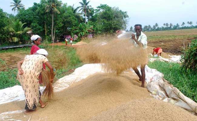 Read more about the article കഴിഞ്ഞ സീസണിൽ സപ്ലൈകോ സംഭരിച്ചത് 7.48 ലക്ഷം ടൺ നെല്ല്; 2,062 കോടി രൂപ കർഷകർക്കു നൽകി; ഈ സാമ്പത്തിക വർഷം മുതൽ സംഭരണ വിലയിൽ 20 പൈസയുടെ വർധന
