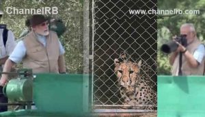 Read more about the article ചീറ്റ പുലികളെ വരവേറ്റ് ഇന്ത്യ; ഏഴു പതിറ്റാണ്ടുകൾക്ക് ശേഷം വീണ്ടും, കൂടുകൾ തുറന്നുവിട്ട് ചിത്രങ്ങൾ പകർത്തി പ്രധാനമന്ത്രി