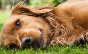 Read more about the article പട്ടിയുടെ പല്ല് വൃത്തിയാക്കാൻ യുവാവിന് ചെലവഴിക്കേണ്ടി വന്നത്  അഞ്ചുലക്ഷം രൂപ; കാരണം അറിയാം