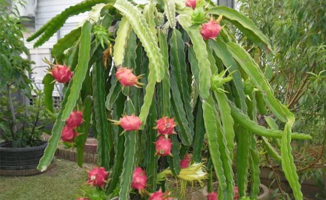 Read more about the article കുറഞ്ഞ ചിലവ്, മികച്ച് വിളവ്; കാസർകോട്ടെ ഡ്രാഗണ്‍ഫ്രൂട്ട് കര്‍ഷകര്‍ക്ക് ധനസഹായവുമായി കൃഷി വകുപ്പ്