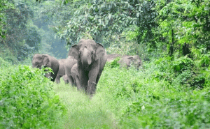 Read more about the article ശാന്തിനഗർ -കരണി ഭാഗത്ത് ജനവാസ മേഖലയിൽ തമ്പടിച്ച  കാട്ടാനകളെ തുരത്തി വനം വകുപ്പിൻ്റെ  പ്രത്യേക ദൗത്യസേന