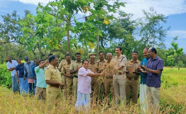 Read more about the article നൂറുമേനി വിളഞ്ഞ് ചീമേനി തുറന്ന ജയിലിലെ നെല്‍കൃഷി; കൊയ്ത്തുത്സവം നടത്തി