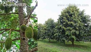 Read more about the article പ്രമേഹ രോഗികള്‍ക്ക് കണ്‍കണ്ട ഔഷധം, അര്‍ബുദ സാധ്യത ഇല്ലാതാക്കും; ലോകത്തിലെ ഏറ്റവും ശ്രേഷ്ഠമായ പഴത്തിനെ കുറിച്ച് അറിയാം