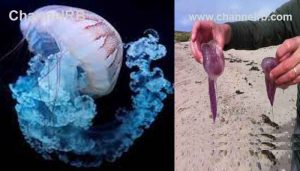 Read more about the article യൗവനത്തിലേക്ക് മടങ്ങാന്‍ കഴിവുള്ള കടല്‍ ജീവി; വാര്‍ദ്ധക്യം അകറ്റാനും ദീര്‍ഘായുസ് നേടാനും ഈ കടല്‍ജീവിക്ക് പിന്നാലെ ശാസ്ത്രലോകം