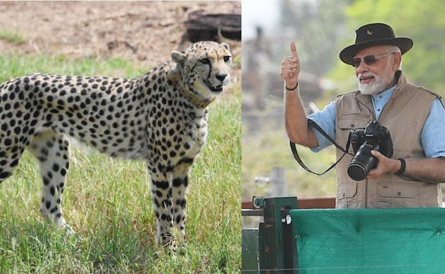 Read more about the article ഇന്ത്യയിലെത്തിച്ച ചീറ്റകള്‍ക്ക് പേര് നിര്‍ദ്ദേശിക്കാൻ ആവശ്യപ്പെട്ട്  പ്രധാനമന്ത്രി; രാജ്യത്തിൻ്റെ  സംസ്കാരത്തോട് ചേർന്നു നിൽക്കുന്ന പേര് വേണം