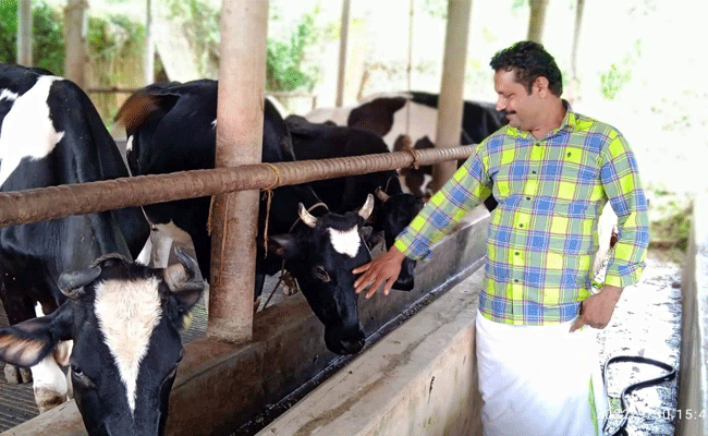 Read more about the article പശുവളർത്തലും പോത്ത് കച്ചവടവുമായി ലാഭം കൊയ്യുന്ന ഒരു കർഷകനുണ്ട് കാസർകോട്ടെ കുമ്പഡാജെയിൽ; കാര്യമായ വിദ്യാഭ്യാസം ഇല്ലങ്കിലും കഠിനാധ്വാനത്തിലൂടെ ജീവിതം കെട്ടിപ്പെടുക്കാം എന്ന പാഠം പുതുതലമുറക്ക് പറഞ്ഞുകൊടുക്കുന്ന കർഷകൻ; ഏക്കർ കണക്കിന് സ്ഥലവും ആവശ്യത്തിന് കുറെ വാഹനങ്ങളും സ്വന്തമായി വീടും നല്ല കുടുംബ ജീവിതവും ആഗ്രഹിക്കുന്ന ഓരോ ആളുകളും അറിയാനുള്ള  ഒരു ജീവിതകഥ