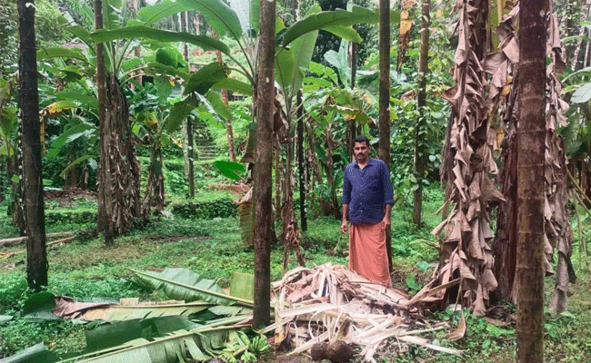 Read more about the article കാട്ടാന ശല്യം രൂക്ഷം; മുളിയാർ പഞ്ചായത്തിലെ  കർഷകർക്ക് ഇത്തവണത്തെ കണ്ണീരിൽ കുതിർന്ന  ഓണം