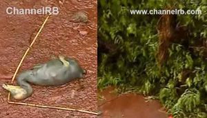 Read more about the article ദേശീയപാത വികസനം; മരംമുറിക്കലില്‍ ചത്തൊടുങ്ങിയത് നൂറോളം പക്ഷികള്‍, കരാറുകാര്‍ക്ക് എതിരെ കേസെടുക്കുമെന്ന് വനംവകുപ്പ് അധികൃതർ