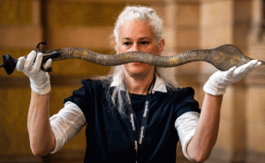 Read more about the article ഹൈദരാബാദ് നിസാമിൻ്റെ  വാൾ ഇന്ത്യയിലേക്ക്; ബ്രിട്ടൻ തിരിച്ചേൽപ്പിക്കുന്നത് 100 വർഷങ്ങൾക്ക് ശേഷം