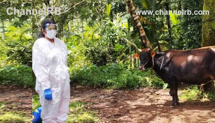 You are currently viewing കണ്ണൂരിൽ പേവിഷ ബാധയേറ്റ പശുവിന് ദയാവധം; 14 ദിവസത്തിനിടെ തെരുവ് നായ ആക്രമണത്തിൽ പരിക്കേറ്റത് 370 പേർക്ക്, നായയെ കൊന്ന് തൂക്കിയതിൽ കേസ്