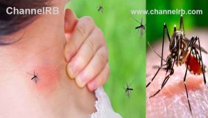 Read more about the article എന്നെ മാത്രം കൊതുക് കടിക്കുന്നേ; വില്ലന്‍ രക്ത ഗ്രൂപ്പല്ല, ഒടുവില്‍ ഈ ചോദ്യത്തിന് ഉത്തരം കണ്ടെത്തി