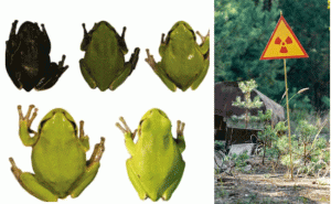 Read more about the article പച്ച നിറമുള്ള തവളകൾ  കറുത്ത നിറമായി മാറുന്നതിന് പിന്നിലെ കാരണം കണ്ടെത്തി ഗവേഷകര്‍