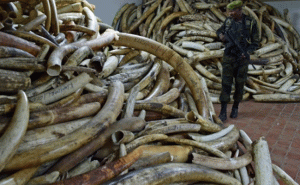 Read more about the article ആനക്കൊമ്പ് ഉപയോഗിക്കാനും കയറ്റുമതി ചെയ്യാനും സാധിക്കണം; നിരോധനം ഒഴിവാക്കി ആനക്കൊമ്പ് വ്യാപാരത്തിന് ഇന്ത്യയുടെ പിന്തുണ തേടി നമീബിയ