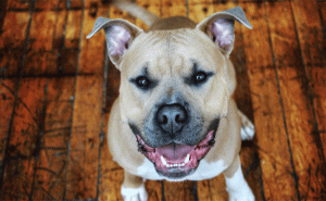 Read more about the article പിറ്റ്ബുൾ നായകൾക്ക് നിരോധനം ഏർപ്പെടുത്തി ഈ നഗരം ; കൂടുതൽ അറിയാം