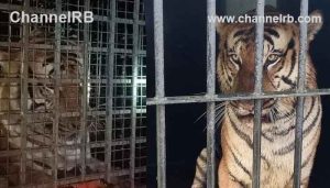 Read more about the article ഭീതിവിതച്ച കടുവ കൂട്ടിലായി; വയനാട്  ചീരാലിൽ ഒരു മാസത്തിനിടെ 13 വളർത്തു മൃഗങ്ങളെയാണ് കടുവ ആക്രമിച്ചത്