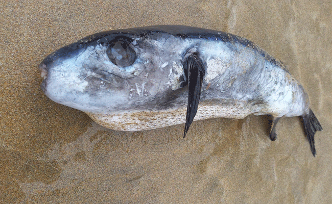 Read more about the article ഉള്ളത് 30 മുതിര്‍ന്ന മനുഷ്യരെ കൊല്ലാന്‍ ആവശ്യമായ വിഷം; സയനൈഡിനേക്കാള്‍ 1200 മടങ്ങ് വിഷമുള്ള മത്സ്യത്തെ കണ്ടെത്തി