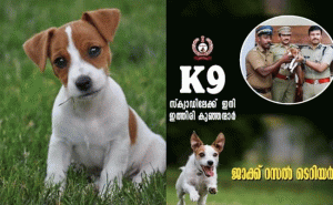 Read more about the article ഇവർ നായ്ക്കളിലെ ഇത്തിരി കുഞ്ഞന്മാർ; ജാക്ക് റസല്‍ ടെറിയര്‍ ഇന്ന് മുതല്‍ കേരള പൊലീസിൻ്റെ ഭാഗം