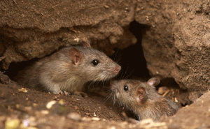 Read more about the article എലിയെ വാലില്‍ കല്ല് കെട്ടിത്തൂക്കി അഴുക്കുചാലില്‍ മുക്കിക്കൊന്നു; യുവാവിനെതിരെ പോലീസ് കേസെടുത്തു