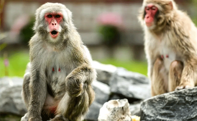 You are currently viewing വീട് വൃത്തിയാക്കുന്നതിനിടെ കുരങ്ങുകളുടെ കൂട്ട ആക്രമണം; രണ്ടാം നിലയിൽ നിന്ന് വീണ യുവാവിന് ദാരുണാന്ത്യം