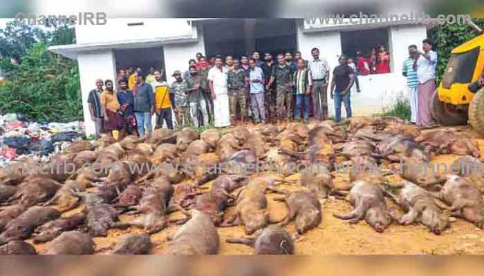 Read more about the article ഒറ്റപ്പാലത്ത് 76 കാട്ടുപന്നികളെ വെടിവെച്ചു കൊന്നു; വേട്ടക്കിറങ്ങിയത് ഒമ്പത് ഷാര്‍പ്പ് ഷൂട്ടര്‍മാർ