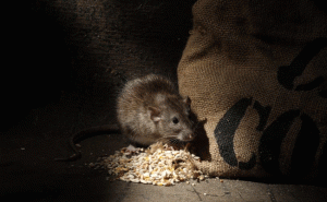 Read more about the article എലിപ്പിടുത്തം അറിയാമെങ്കിൽ ഇങ്ങോട്ട് പോരൂ; വിദ്യാഭ്യാസ യോഗ്യത വേണ്ട; ഞെട്ടിക്കുന്ന ശമ്പളത്തിൽ എലി നിർമാർജന പദ്ധതിയുടെ പ്രോജക്‌ട് ഡയറക്ടറായി ജോലിനേടാം