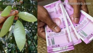 Read more about the article കള എന്നുകരുതി വെട്ടിക്കളയല്ലേ; ശബരിമല സീസണില്‍ വീടിൻ്റെ പരിസരത്തുള്ള ഈ ചെടി വിറ്റാല്‍ ദിവസവും ആയിരങ്ങള്‍ സമ്പാദിക്കാം