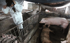 Read more about the article കാസർകോട് ആഫ്രിക്കന്‍ പന്നിപ്പനി സ്ഥിരീകരിച്ച ഫാമിലെ പന്നികളെ ഉന്മൂലനം ചെയ്യും; റാപ്പിഡ് റെസ്പോണ്‍സ് ടീം എത്തുന്നു