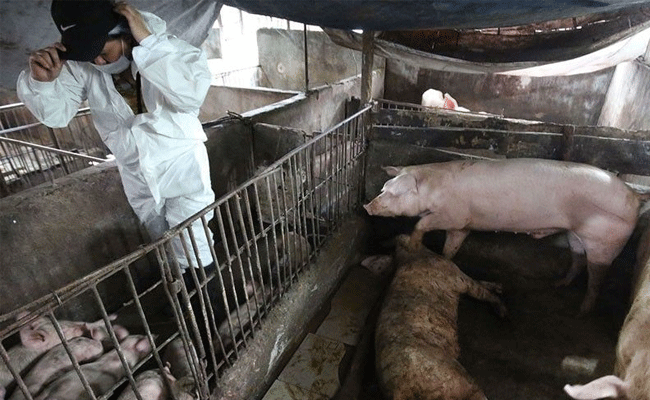 You are currently viewing കാസർകോട് ആഫ്രിക്കന്‍ പന്നിപ്പനി സ്ഥിരീകരിച്ച ഫാമിലെ പന്നികളെ ഉന്മൂലനം ചെയ്യും; റാപ്പിഡ് റെസ്പോണ്‍സ് ടീം എത്തുന്നു