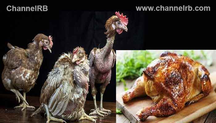 Read more about the article ചത്ത കോഴികൾ പകുതി വിലയ്ക്ക്; കുഴിമന്തിക്കും അൽഫാമിനും ഉപയോഗിക്കുന്നു, ഭക്ഷ്യ സുരക്ഷാനിയമം പാലിക്കുന്നില്ല, ഹോട്ടലുകൾക്കെതിരെ ജനങ്ങൾ ഇറങ്ങും