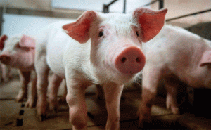 Read more about the article കാസർകോട് ജില്ലയില്‍ ആഫ്രിക്കന്‍ പന്നിപനി; കാട്ടു കുക്കെയുടെ 10 കിലോമീറ്റർ പരിധിയിൽപന്നിമാംസത്തിന് മൂന്നു മാസത്തേക്ക് നിരോധനം