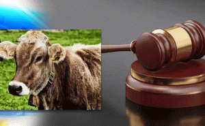 Read more about the article പശുക്കളെ കൊല്ലുന്നത് നിർത്തിയാൽ ലോകത്തിലെ പ്രശ്നങ്ങൾക്ക് പരിഹാരമാകും; വിചിത്ര നിരീക്ഷണവുമായി ഗുജറാത്ത് കോടതി