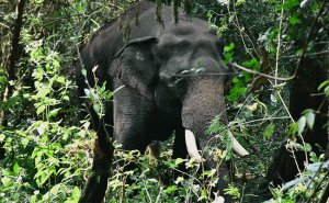 Read more about the article കാട്ടുകൊമ്പൻ ധോണിയുടെ ശരീരത്തിൽ കണ്ടെത്തിയത് നിരവധി വെടിയേറ്റ പാടുകൾ; വെടിവെച്ചെന്ന വാദം പൂർണ്ണമായി തളളി ധോണിയിലെ കർഷകർ