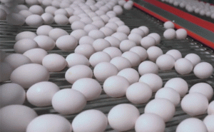 Read more about the article അതിർത്തി കടന്ന് എത്തിയാൽ ഒരു ഡസൻ മുട്ടക്ക് 8 ഡോളർ വരെ; കോഴിമുട്ട വില കുതിച്ചുയരുന്നു; കള്ളകടത്തു നടത്തുന്നത് ശിക്ഷാർഹം