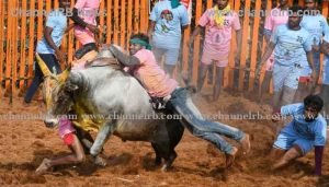 Read more about the article തമിഴ്‌നാട്ടില്‍ 23 കാളകളെ പിടിച്ച ചിന്നപടി തമിഴരസന് ഒന്നാം സമ്മാനം; ജെല്ലിക്കെട്ടിനിടെ കാളയുടെ കുത്തേറ്റ് രണ്ടുമരണം