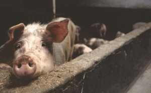 Read more about the article കാസർകോട് ജില്ലയില്‍ ആഫ്രിക്കന്‍ പന്നിപനി സ്ഥിരീകരിച്ചു; അടിയന്തിര പ്രതിരോധ നടപടികള്‍ സ്വീകരിക്കുമെന്ന് എ.ഡി.എം