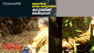 Read more about the article വയനാട്ടില്‍ നാട്ടിലിറങ്ങിയ കടുവ പിടിയില്‍; ബത്തേരി കുപ്പാടി വന്യജീവി സങ്കേതത്തിൽ എത്തിച്ചു, വെള്ളാരംകുന്നിൽ ഇറങ്ങിയത് മറ്റൊരു കടുവയാണെന്ന് സംശയം