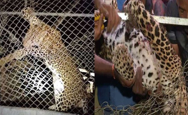 Read more about the article പാലക്കാട് കോഴിക്കൂട്ടിൽ കുടുങ്ങിയ പുലിക്ക് ഹൃദയാഘാതം വന്നു; മരണകാരണമായത് ‘ക്യാപ്ചർ മയോപ്പതിയെന്ന് റിപ്പോർട്ട്