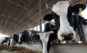 Read more about the article ക്ലോണിങ്ങിലൂടെ കൂടുതല്‍ പാല്‍ കിട്ടുന്ന പശുക്കളെ കണ്ടെത്തി ; മാംസം കഴിക്കാനും സുരക്ഷിതം; സൂപ്പര്‍ പശുക്കളുമായി ചൈന