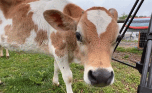 Read more about the article വാലന്റൈന്‍സ് ഡേ ആഘോഷങ്ങള്‍ ഒഴിവാക്കി പശുവിനെ ആലിംഗനം ചെയ്യൂ; വിചിത്ര നിർദേശവുമായി കേന്ദ്ര മൃഗസംരക്ഷണവകുപ്പ്