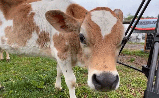 You are currently viewing വാലന്റൈന്‍സ് ഡേ ആഘോഷങ്ങള്‍ ഒഴിവാക്കി പശുവിനെ ആലിംഗനം ചെയ്യൂ; വിചിത്ര നിർദേശവുമായി കേന്ദ്ര മൃഗസംരക്ഷണവകുപ്പ്