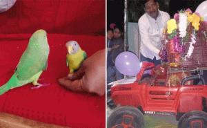 Read more about the article ആചാരപൂർവം വിവാഹിതരായി തത്തയും മൈനയും; അപൂർവ വിവാഹം ആഘോഷമാക്കി ഒരു ​ഗ്രാമം